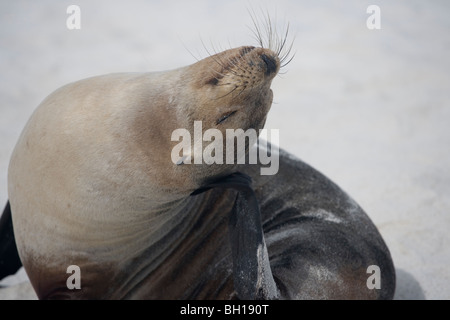 Galapagos Seelöwen am Strand auf den Galapagos-Inseln Stockfoto