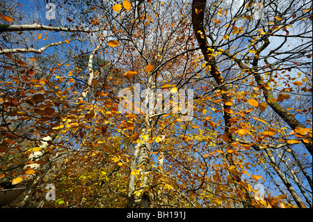 Lebendige Herbstlaub auf Buche Bäume am Ufer des Loch Tay in der Nähe von Killin in Perthshire, Schottland, Großbritannien Stockfoto