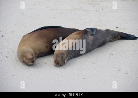 Galapagos Seelöwen am Strand auf den Galapagos-Inseln Stockfoto