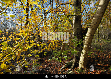 Lebendige Herbstlaub auf Buche Bäume am Ufer des Loch Tay in der Nähe von Killin in Perthshire, Schottland, Großbritannien Stockfoto