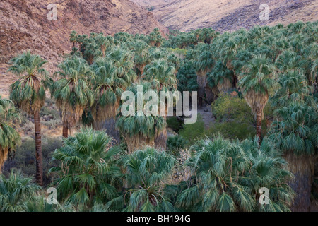 Palm Canyon, Teil der Indian Canyons der Agua Caliente Indian Reservation, in der Nähe von Palm Springs, Kalifornien. Stockfoto