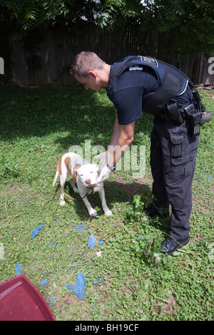 Polizist mit Pitbull gefunden angekettet im Hinterhof. Der Hund wurde in ein Tierheim für ärztliche Behandlung gebracht. Stockfoto