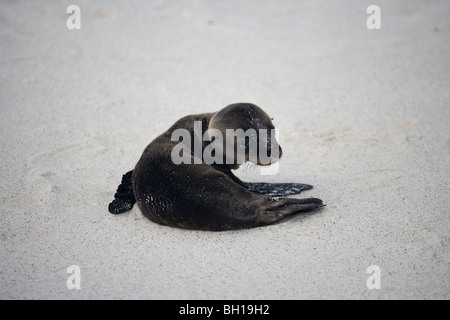 Galapagos Seelöwen am Strand auf den Galapagos-Inseln Stockfoto