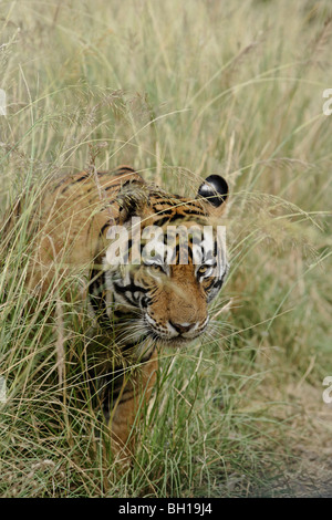 Eine versteckte Tiger kommen in einer offenen in Ranthambore Tiger Reserve, Indien. (Panthera Tigris) Stockfoto