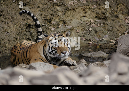 Erwachsene männliche Tiger Kühlung im Sommer am Wasserloch. (Panthera Tigris) Stockfoto