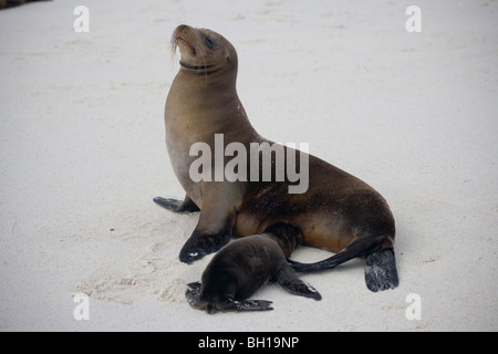 Galapagos Seelöwen am Strand auf den Galapagos-Inseln Stockfoto