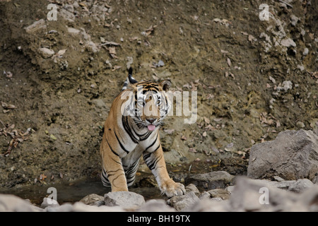 Eine Erwachsene männliche Tiger ließ sich in ein Wasserloch in Ranthambhore, Indien. (Panthera Tigris) Stockfoto