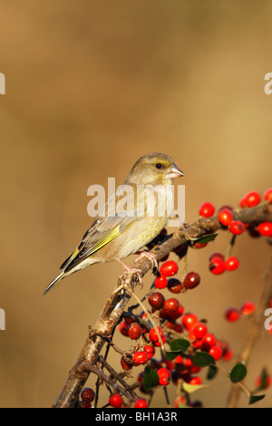 Grünfink (Zuchtjahr Chloris) weibliche gehockt Beere beladenen branch Stockfoto