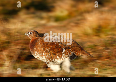 Moorschneehuhn (Lagopus Lagopus Scotticus) laufen zeigen Bewegung in North York Moors NP Stockfoto