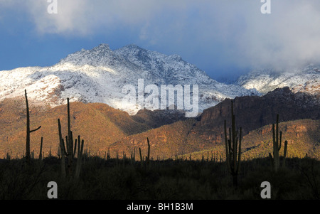 Schnee bedeckt die Santa Catalina Mountains im Coronado National Forest in der Sonora-Wüste, Tucson, Arizona, USA. Stockfoto