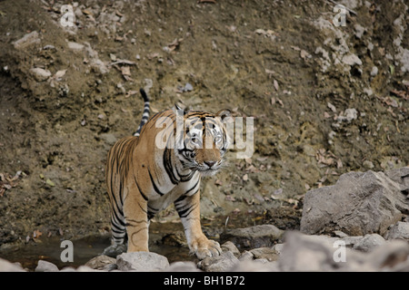 Erwachsene männliche Tiger Abrechnung selbst abkühlen in einem Wasserloch. (Panthera Tigris) Stockfoto
