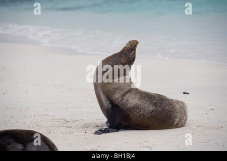 Galapagos Seelöwen am Strand auf den Galapagos-Inseln Stockfoto