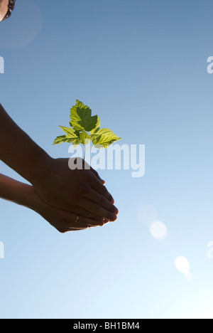 Junger Mann hält Sämling, Assiniboine Park, Winnipeg, Manitoba, Kanada Stockfoto