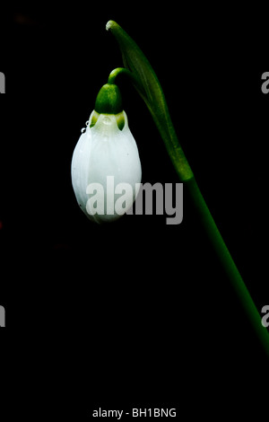 Schneeglöckchen gerade zu blühen beginnen. Stockfoto