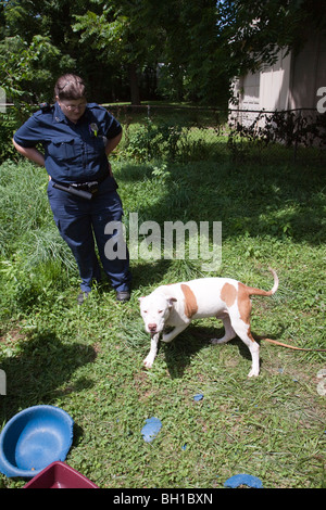 Tierkontrolle Offizier mit Pit Bull Hund gefunden angekettet im Hinterhof. Der Hund wurde in ein Tierheim für ärztliche Behandlung gebracht. Stockfoto