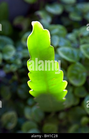 hinterleuchtete schöne glänzende grüner Kaktus Blatt gegen Blätter im Schatten in einer üppigen tropischen Oaxaca Innenhof Garten Oaxaca Stadt Stockfoto