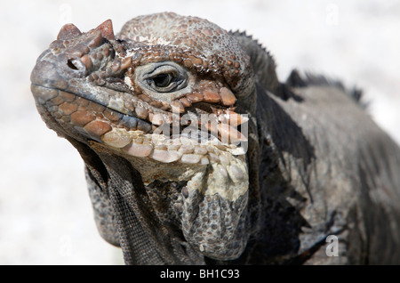 Rhinozeros-Leguan, Lago Enriquillo, Südwest Dominikanische Republik Stockfoto