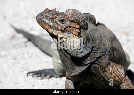 Rhinozeros-Leguan, Lago Enriquillo, Südwest Dominikanische Republik Stockfoto