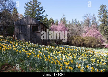 Weiße und gelbe Narzissen und rosa Crabapple Baum in voller Blüte im Daffodil Hill in der Nähe der Stadt Vulkan, Amador County, CA. Stockfoto