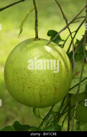 Stock Foto einer großen Florida Grapefruit, noch an den Ast hängen. Dies ist eine Nahaufnahme, unberührt. Stockfoto