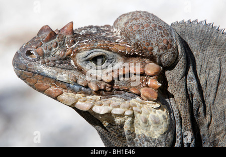 Rhinozeros-Leguan, Lago Enriquillo, Südwest Dominikanische Republik Stockfoto