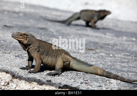 Rhinozeros-Leguan, Lago Enriquillo, Südwest Dominikanische Republik Stockfoto