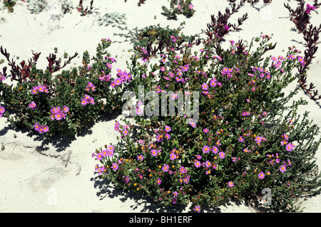 Khoi Deliciosus sauer Fig Perdevy Ghaukum Ghounavy lila Blume wächst in weißen Sanddünen western Cape Südafrika Stockfoto