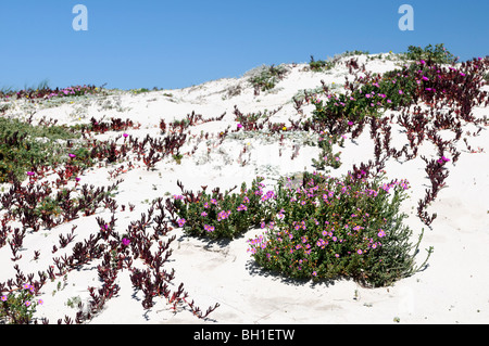 Khoi Deliciosus sauer Fig Perdevy Ghaukum Ghounavy lila Blume wächst in weißen Sanddünen western Cape Südafrika Stockfoto