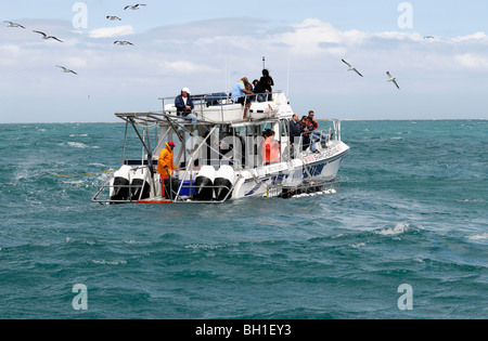 Haikäfig Tauchen ab in der Nähe von Dyer Insel western Cape Südafrika Stockfoto