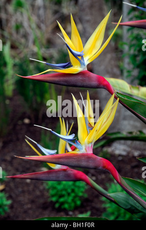 Strelitzia Reginae Aiton Mandela gold Kran Blume oder Paradiesvogel Blume Strelitziaceae, Südafrika Westkap Stockfoto