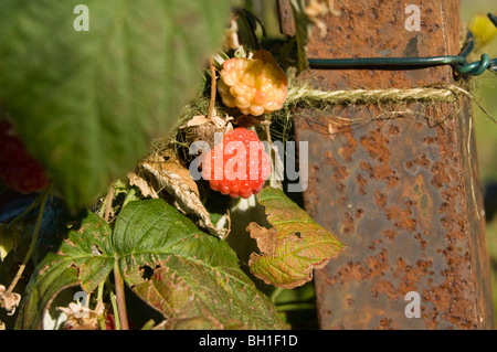 Nahaufnahme der Himbeere (Rubus Idaeus) auf eine Zuteilung Grundstück wachsen. Auch zeigt eine unreife Frucht. Stockfoto