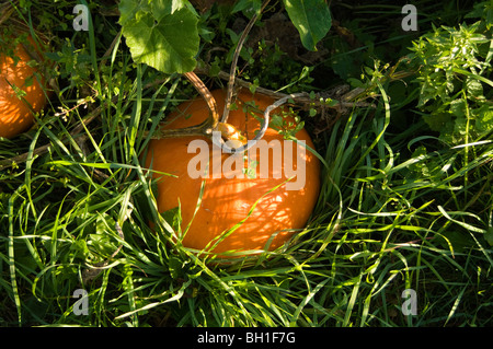 Kürbis (Cucurbita Maxima) wächst das Gras auf eine Zuteilung-Grundstück Stockfoto