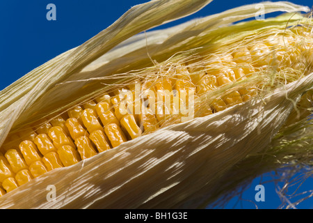 Mais Zea Mays Mais Gras Stockfoto