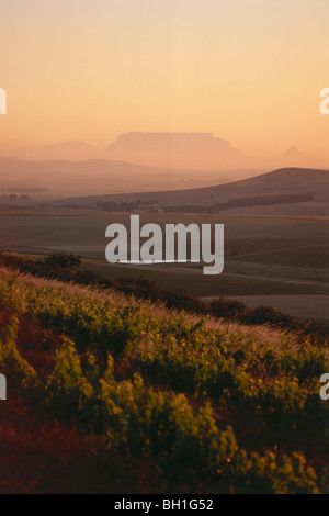 Blick über die Weinberge des Observatoriums Weinkeller in Richtung Malmesbury, Swartland, Western Cape, Südafrika, Tafelberg, Af Stockfoto