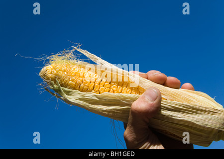 Mais Zea Mays Mais Gras Stockfoto