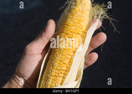 Mais Zea Mays Mais Stockfoto