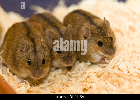 Gestreifte Feldmaus Apodemus Agrarius; Brandmus; Däggdjur; Säugetiere; Gestreifte Feldmaus Stockfoto