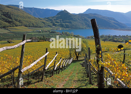 Herbstlandschaft, Kalterer See mit Weinbergen, Kaltern ein der Weinstraße, Südtirol, Italien Stockfoto