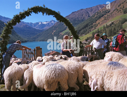 Schafherde mit Hirten auf einer Alm, Berglandschaft, Vernagt-Stausee Schnalstal, Ötztaler Alpen, Süden Tyr Stockfoto