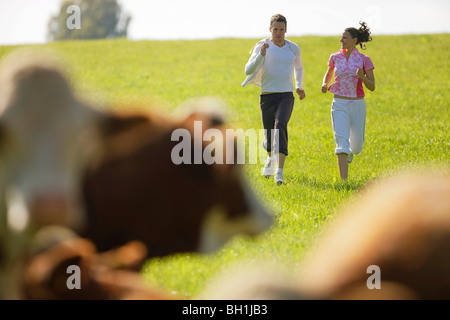 Junges Paar Joggen, Rinder im Vordergrund Stockfoto