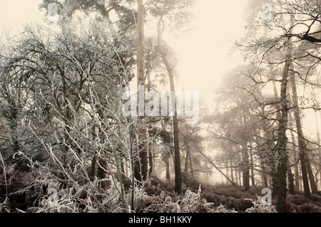 Frostiger Morgen Wald Stockfoto