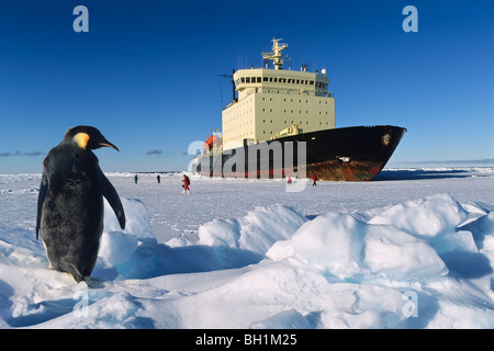 Kaiser-Pinguin und russischen Icebraker, Aptenodytes Forsteri, Antarktis Stockfoto