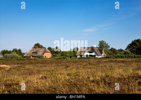 Braderup Heide, Insel Sylt, Nordfriesischen Inseln, Schleswig-Holstein, Deutschland Stockfoto