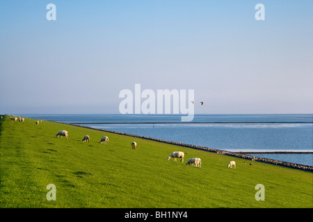 Schafe auf einen Damm, die Insel Pellworm, Nordfriesischen Inseln, Schleswig-Holstein, Deutschland Stockfoto