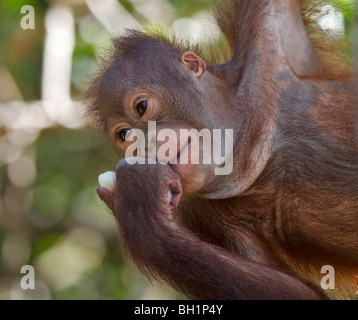 Verwaiste hält ein Stück Obst im Rasa Ria Nature Reserve, Kota Kinabalu, Sabah, Malaysia Borneo Orang-Utan Stockfoto