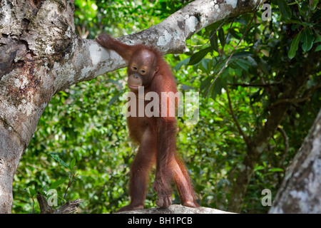 Verwaiste traurig mit Blick auf das Naturschutzgebiet Rasa Ria, Kota Kinabalu, Sabah, Malaysia Borneo Orang-Utan Stockfoto