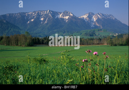 Blütenmeer mit Rauschbergs, Inzell, Chiemgau Palette, Chiemgau, Bayerische Voralpen, Upper Bavaria, Bavaria, Germany Stockfoto