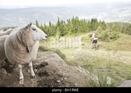 Mountainbiker fahren vorbei an einer Schafherde in den Bergen, Lillehammer, Norwegen Stockfoto