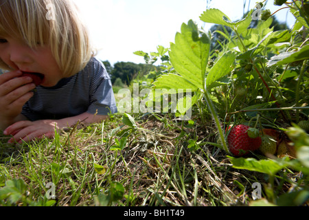 Junge liegend Gras beim Essen frischer Erdbeeren, biologischen Dynamik (Bio-dynamischen) Landwirtschaft, Demeter, Niedersachsen, Deutschland Stockfoto