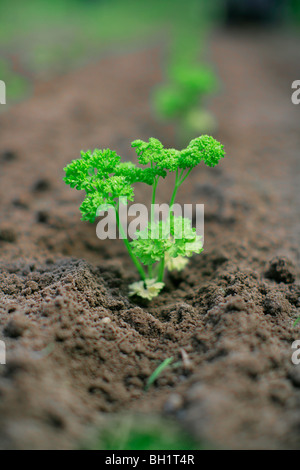 Petersilie-Sämlinge, biologischen Dynamik (Bio-dynamischen) Landwirtschaft, Demeter, Niedersachsen, Deutschland Stockfoto